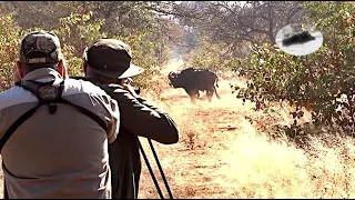 Buffalo hunting in South Africa - old dagga boy down! Hunting big 5