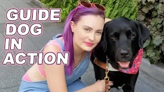 How Guide Dogs Guide A Blind Person