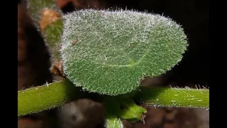 Die tödlichste Pflanze der Welt - Australische Brennessel