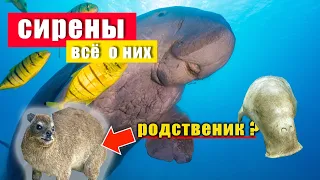 СИРЕНЫ | всё о них