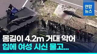 여성 시신 물고 다닌 4m 악어…미 당국, 안락사 처리/ 연합뉴스 (Yonhapnews)