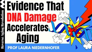 EVIDENCE That DNA Damage Accelerates Aging | Prof Laura Niedernhofer Interview Clips