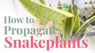How to Propagate Snake Plant! Growing Sansevieria from FREE cuttings!