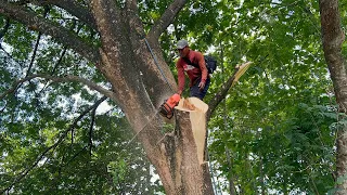 Dangerous tree logging, Husqvarna 395xp chainsaw.