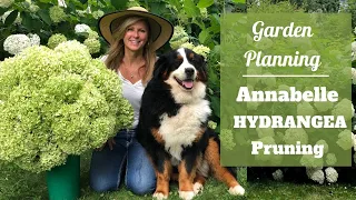 Garden Planning | Annabelle Hydrangea Pruning