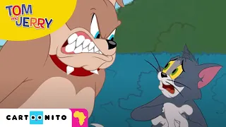 Tom and Jerry: Help! | Cartoonito Africa
