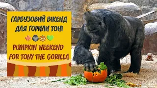 Гарбузовий вікенд для горили Тоні / Pumpkin Weekend for Tony the Gorilla