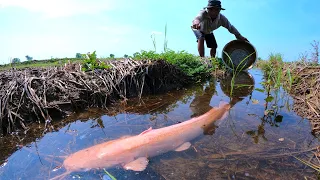 Best Hand Fishing - Catch a lot of monster Redfish under water in field by hand a fisherman