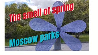 The smell of spring: Moscow parks in a pink cloud of lilacs and white chestnuts