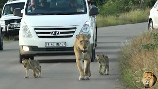 Only Two Cubs Left In Satara Lion Pride - 'Princess' And 'Tara' - What Happened To 'Junior'?