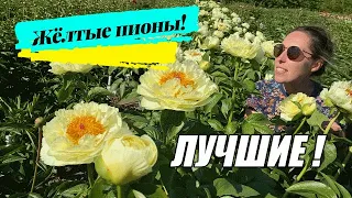 Очаровательные желтые пионы / Сад Ворошиловой