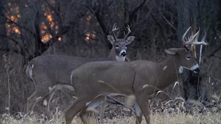 Use Deer Decoys to Bring in Big Bucks - Land of Whitetail, Full Episode