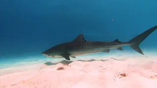 Maldives - Tiger Shark Zoo