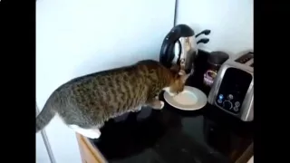 Кот и тостер