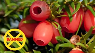 12 Most Dangerous Exotic Fruits That Can Kill You