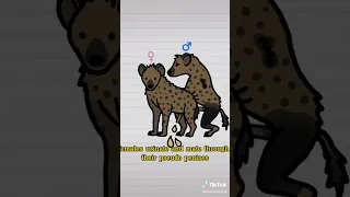 FUN FACT about HYENAS' PENIS #shorts  #facts #hyena #wildlife #trending