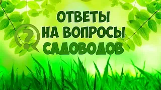 ОТВЕТЫ НА ВОПРОСЫ ✔️ Прямой эфир 🔴  Обзор, как правильно ✔️