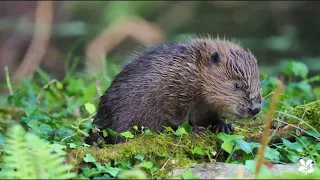 2024 UK River Prize Finalist - Riverlands Porlock Vale Streams