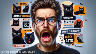 Facts About Black Cats (Dispelling Myths and Common Misconceptions)