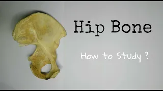 Hip Bone - 1, How to Study? | ilium, Ischium, and Pubis | TCML