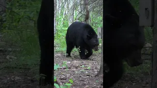 500 Pound Bear Gets Extremely Close!