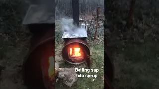 Making maple syrup