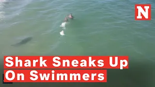 Watch: Shark Sneaks Up On Swimmers At Daytona Beach