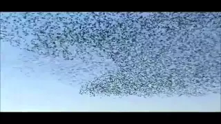 Murmuration - The Most Amazing Display of Nature in the World