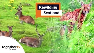 Rewilding Scotland | Full Documentary