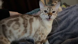 Kitty wants pets to start her day!