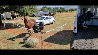 Portable Horse Paddock