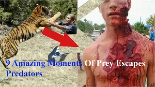 9 Amazing Moments Of Prey Escapes Predators | Animals Amazing videos |  attacks | Shing Ding Vlogs