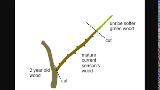 How To Clone Trees From Cuttings