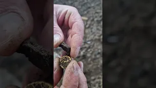 celtic gold stater sunbathing in the clod #thehistoryhoarder #ukmetaldetecting #joanallen