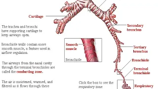 Respiratory System made simple