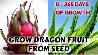 Easiest Way to Sprout Dragon Fruit Seeds | 0 - 365 Days of Growth