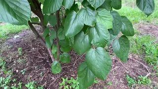 Shangri La Mulberry Tree..Tice?? Morus Rubra Hybrid..Florida Native 9b 5/26/23 100 chill hours