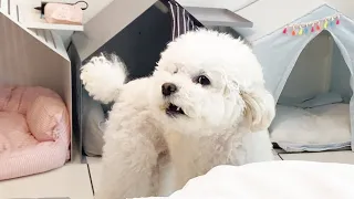 A cute dog that talks back to its funny owner LOL