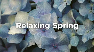 Relaxing Spring Playlist 🌼 Chill Vibes for Sunny Days ☀️