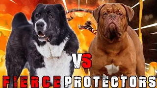 Alabai vs Dogue De Bordeaux | Central Asian Shepherd vs Dogue De Bordeaux | Billa Boyka |