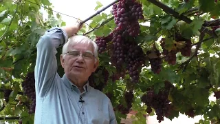 Сорт винограда ПГ-12 (Памяти Голодриги, он же Шоколадный)