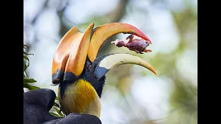 Great Hornbill tosses & eats chick | Hornbill behaviour First ever record | Tragic end of bird chick