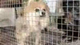 Tennessee Puppy Mill Raid