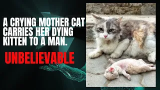 A crying mother cat carries her dying kitten to a man  unbelievable