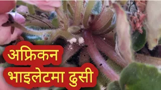 How to Remove Fungus from African Violet : Helpful Tips | एफ्रिकन भाइलेटमा ढुसी को कारण र हेरचाह