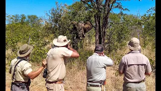 Elephant Hunt Up Close ~ Bull taken at just 21 feet!