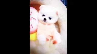 Cute Animals😘|| Cute Pomeranian ||  Cute and Funny Dogs 🐕 Whatsapp Status ||Shorts || #Shorts