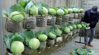 Housewives' dream Cabbage Garden, growing cabbage in plastic bottles