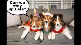 "Can we stay up LATE for New Years?" 🐶🥳💕🐶 a Biscuit Talky on Cricket "the sheltie" Chronicles e261