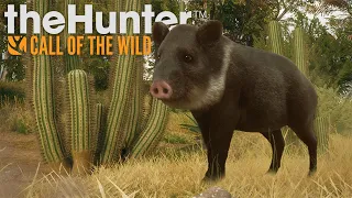 Hunting the Desert PIGS! Rancho Del Arroyo Javelina! (Collared Peccary) | theHunter Call of the Wild